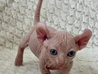 Erkek dwelf sphynx