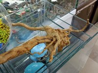 AKVARYUM TERARYUM PALUDARYUM VİVARYUM İCİN KÖK
