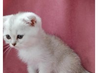 2 aylık scottish fold erkek