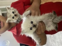 2 aylık british longhair yavrular yeni yuva arıyor