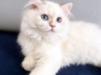 British Longhair Golden Point Ny1233 Disi