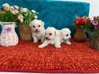 Sevimli Bebekler Maltese