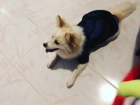 Pomeranian mix