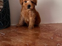 Apricot red renk toy poodle yavrular