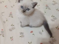Yeni Yuvasına Hazır British Shorthair