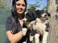 Zeka küpü border collie yavrularım