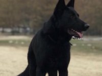 3 Yaşında Solid Black Alman Çoban Köpeği