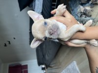 Platinum blue dişi french bulldog