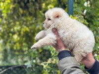Chow Chow Bebeklerimiz