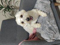 Ücretsiz sahiplendirilecek köpeğimiz