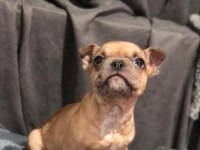 Fawn french bulldog yavrumuz