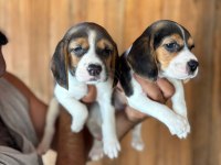 Muhteşem beagle bebişler