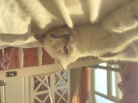 Scottish fold uygun acil sahiplendirme blue point