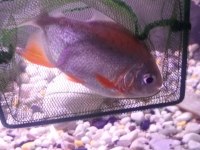 Pacu pirana 15 16 17 cm boy