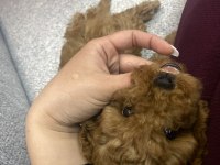 2 aylık red toy poodle