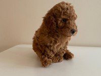 Mini Toy Poodlelar