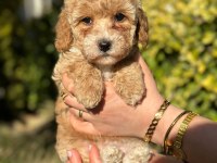 Muhtesem Guzellikte Mini Maltipoo Bebeklerimiz