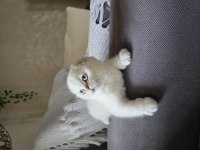 Üst kalite sıfır kulak scottish fold şecereli yavrular