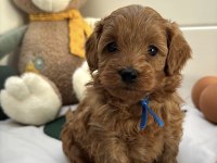 KIZIL MALTİPOO YAVRULARI