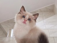 ŞECERELİ RAGDOLL YAVRULARI