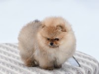 Pomeranian Boo Yavru Köpekler