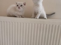 Dişi Safkan Ayıcık Surat Bebek Kediler