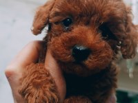 Toy Poodle Red Brown Dişi