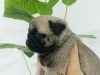 Dişi pug mops bebekler