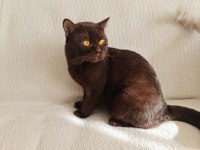 ÇİKOLATA OĞLAN KEDİMİZ ACİL YUVA ARIYOR