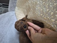 Toy poodle erkek yavrular