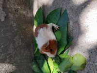 Ginepig yavrusu