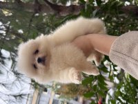 Pomeranian Teddy Face 
