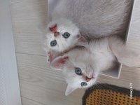 SCOTTİSH VE BRİTİSH YAVRU KEDİLER