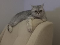 British pamuğumu sahiplendiriyorum
