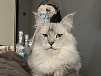 Xxl şampiyon kan hattı maine coon yavruları şecereli