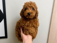 Toy Poodle Yavru Erkek Ve Dişi Yavrular Ücretsiz Teslimat