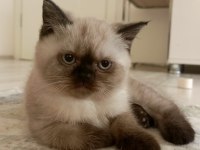 British Shorthair Bluepoint 2 aylık yavrular