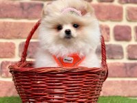 Sevimli Pomeranian Boo Yavrularımız