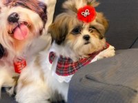 Üst Kalite Shıhtzu Yavruları İstanbul 