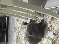 Scottish fold erkek kedimiz