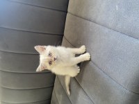 Point dişi bebek british shorthair