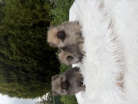 Üst kalite Pomeranian boo