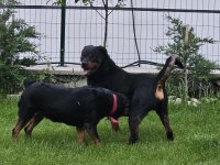 Rottweiler yavrularımız yeni yuvasını arıyor