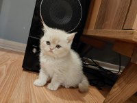 Exotic shorthair yavrumuz yeni evini arıyor