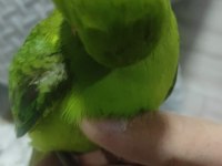 full set 9 aylık eğitime açık pakistan papağanımız