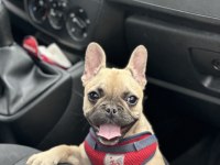 4 AYLIK DİŞİ 0 NUMARA FRENCH BULLDOG