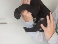 DEV CANE CORSO YAVRULARI
