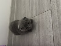 YAVRU SCOTTISH FOLD
