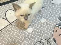 BRİTİSH SHORTHAİR KEDİMİZE GÜZEL BİR YUVA ARIYORUZ