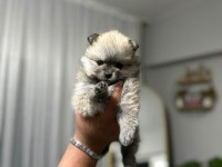 Teslime hazır Pomeranian bebekler